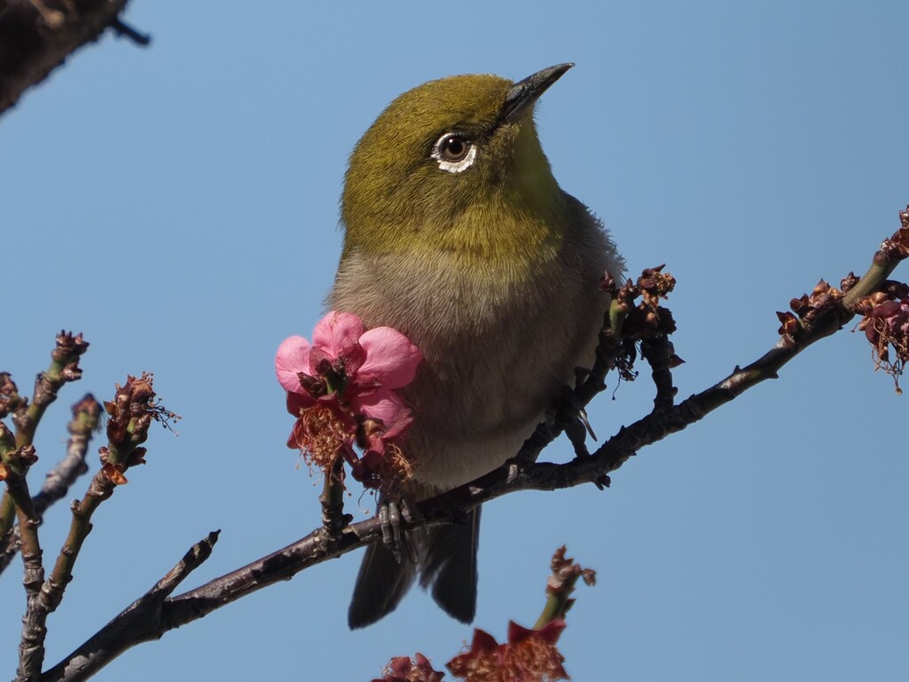 メジロさんその２