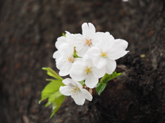 京急蒲田駅周辺の桜その１３