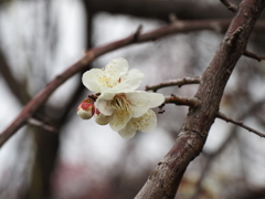 池上梅園の梅その９