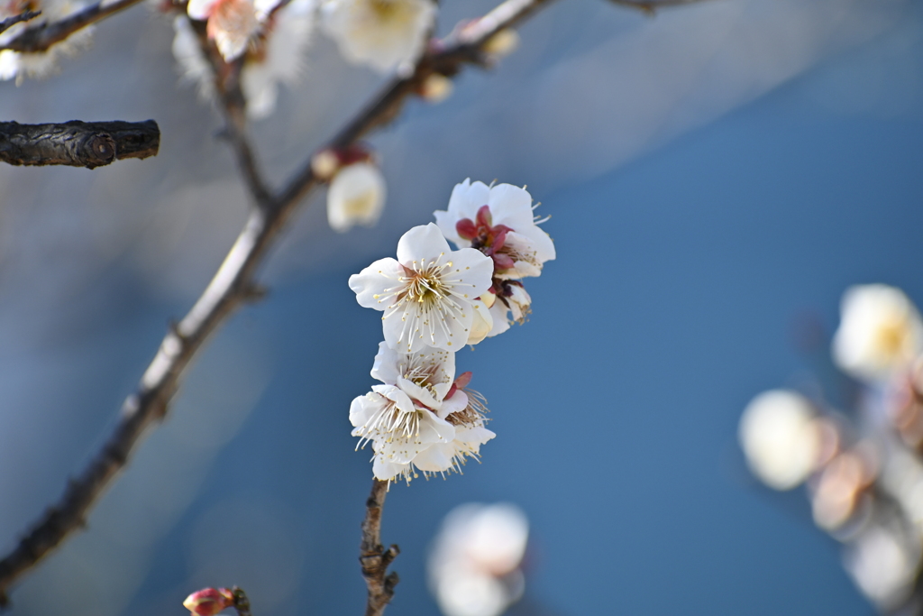 公園の梅その１