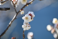 公園の梅その１