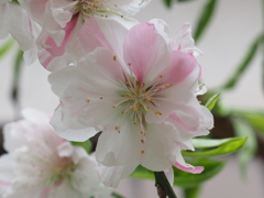 近所の軒先にある八重桜？1