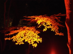 八芳園イルミネーションその１３