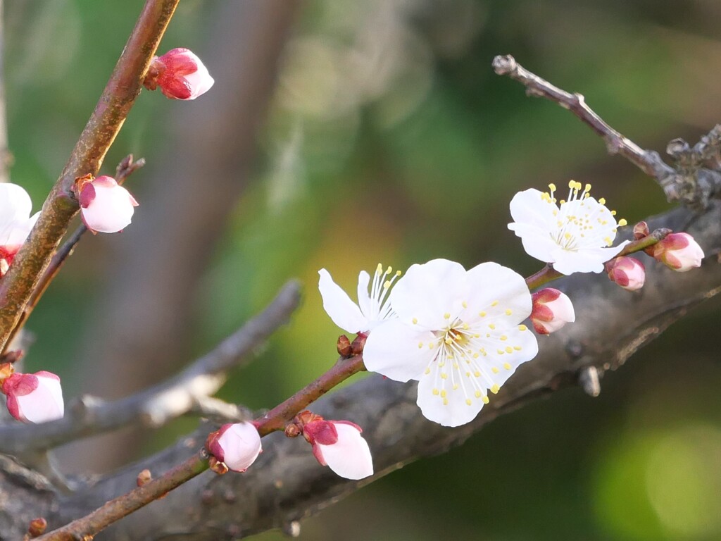 会社の近くの梅の花その１