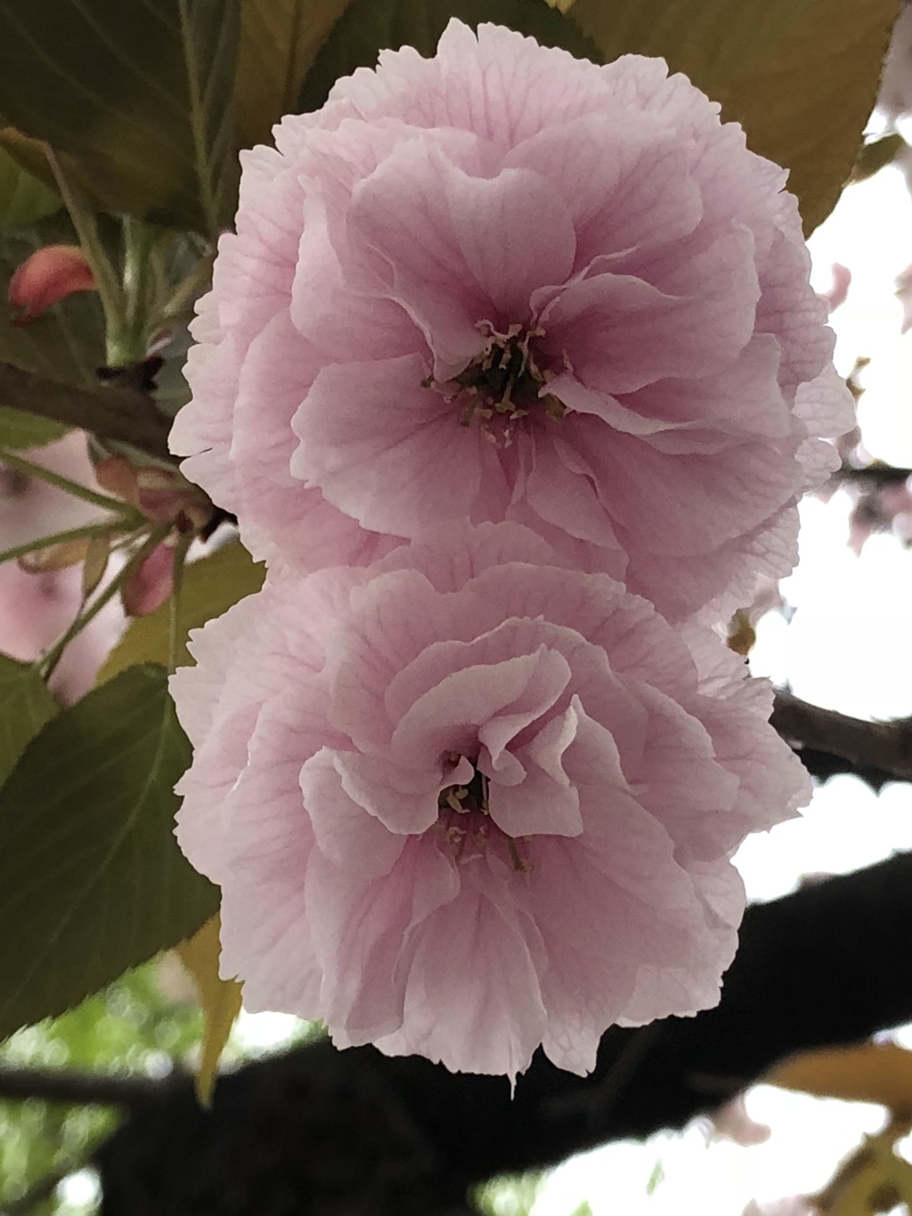 近所の八重桜（多分）1