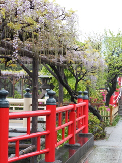 雨の藤棚その６