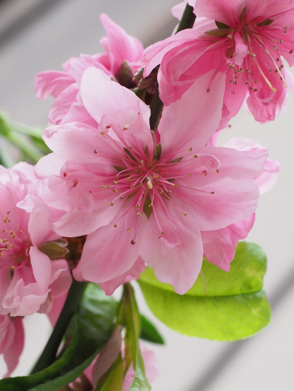 近所の軒先にある八重桜？2