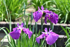 堀切菖蒲園その９