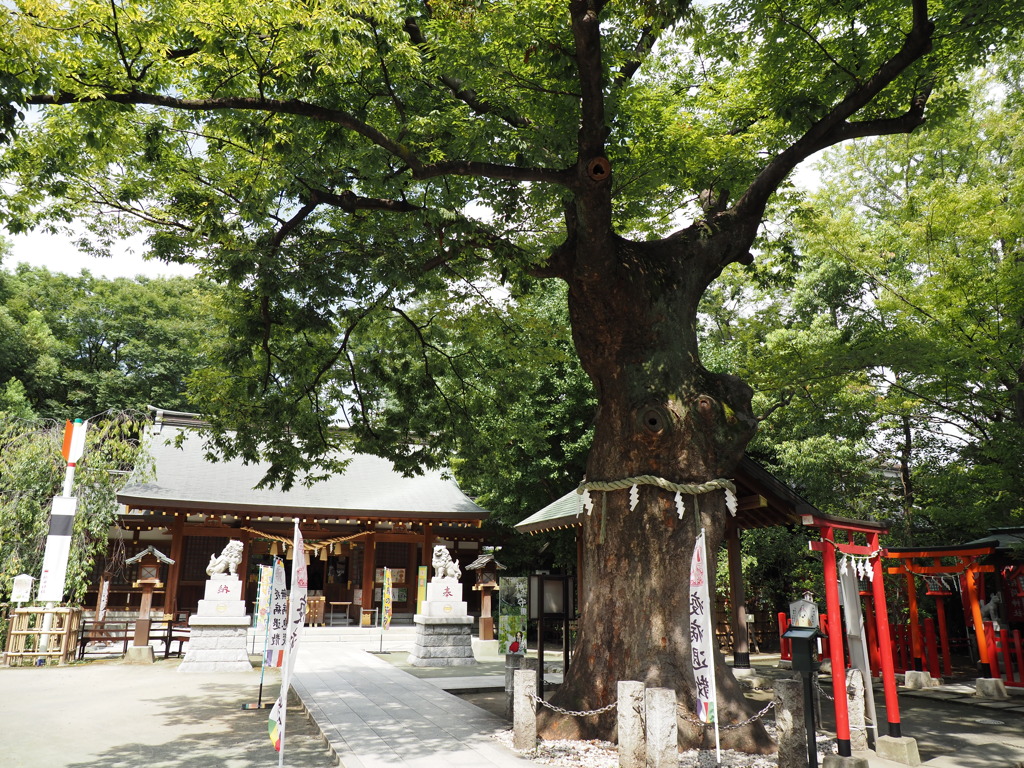 新田神社御神木その３
