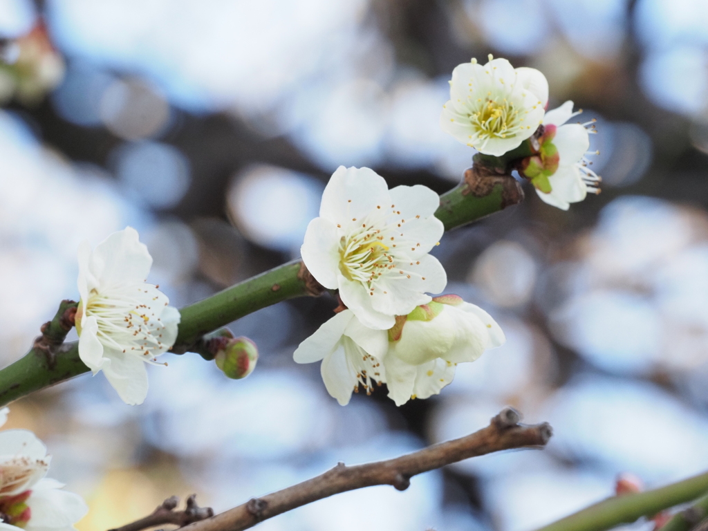 梅の花その４