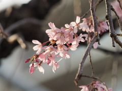 しだれ桜その５