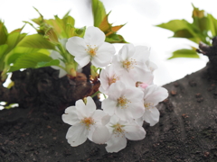 京急蒲田駅周辺の桜その８