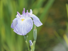 堀切菖蒲園その２２