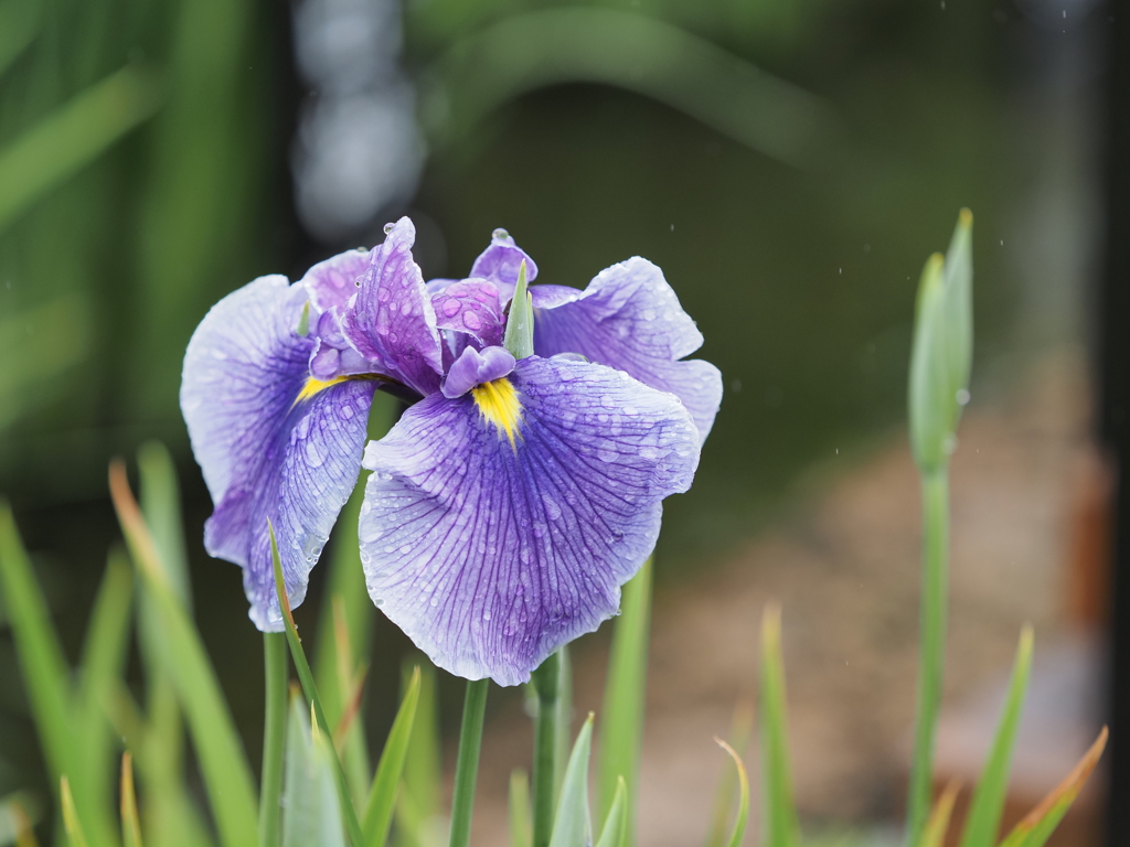 堀切菖蒲園その１７