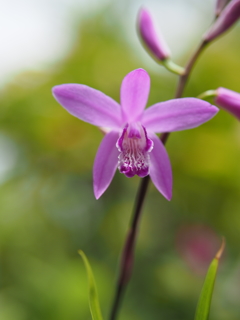 近所の神社の紫蘭２
