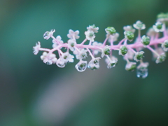 ホワイトバランス間違えた