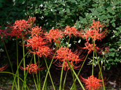 西方寺の彼岸花その８