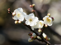 亀戸天神の梅の花その３