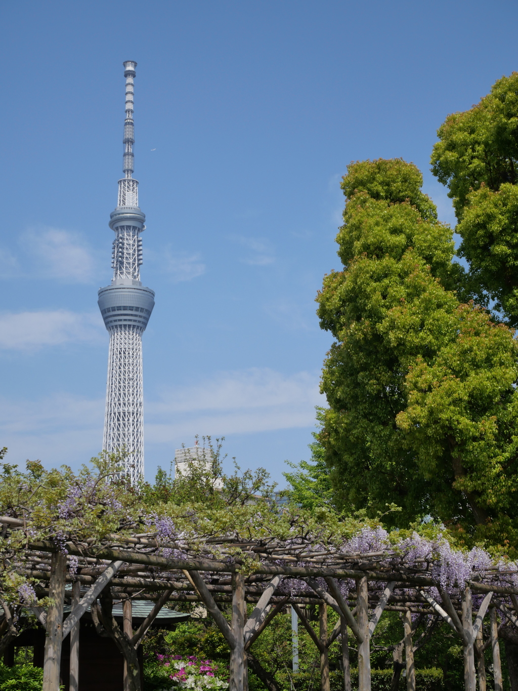 晴れの藤棚その２