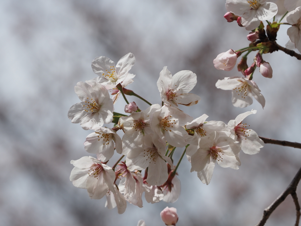 公園の桜その５