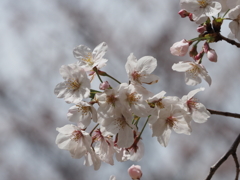 公園の桜その５