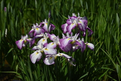 堀切菖蒲園その６