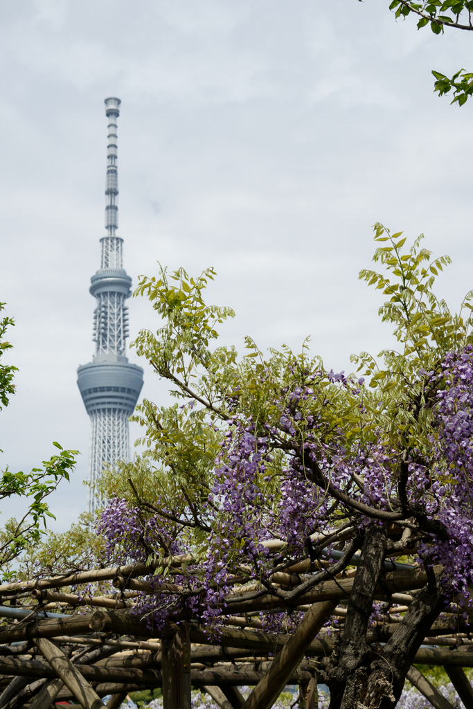 亀戸天神の藤棚その７