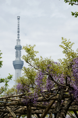 亀戸天神の藤棚その７