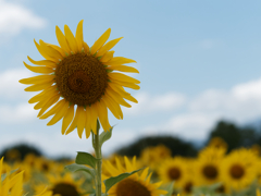 座間のひまわりその７