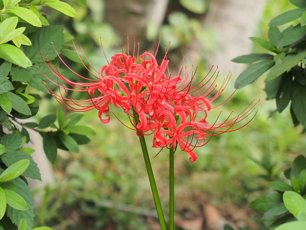 近所の彼岸花その２