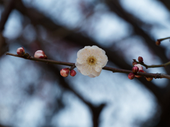 亀戸天神の梅の花その７