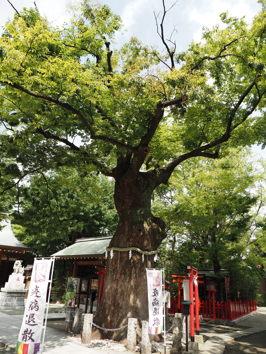 新田神社御神木その１