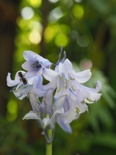 ヒアシンスらしいです