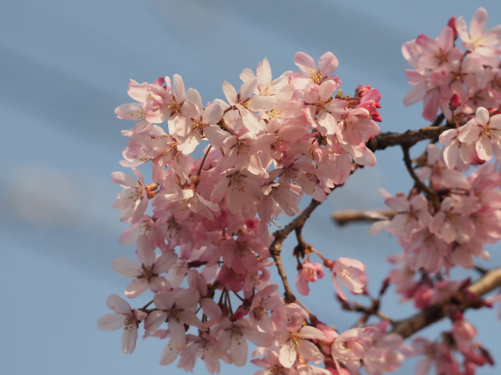 しだれ桜その４