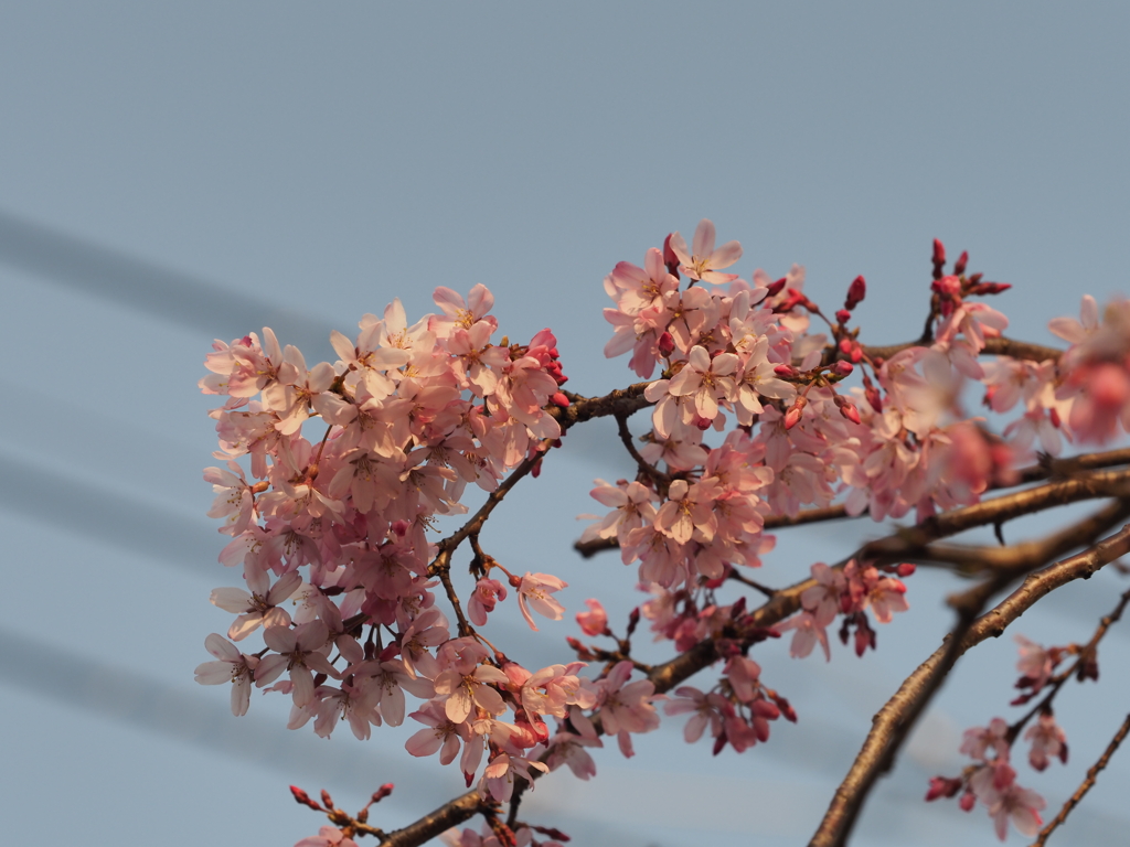 しだれ桜その９