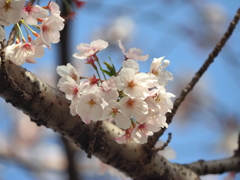 仙台堀川の桜その１８