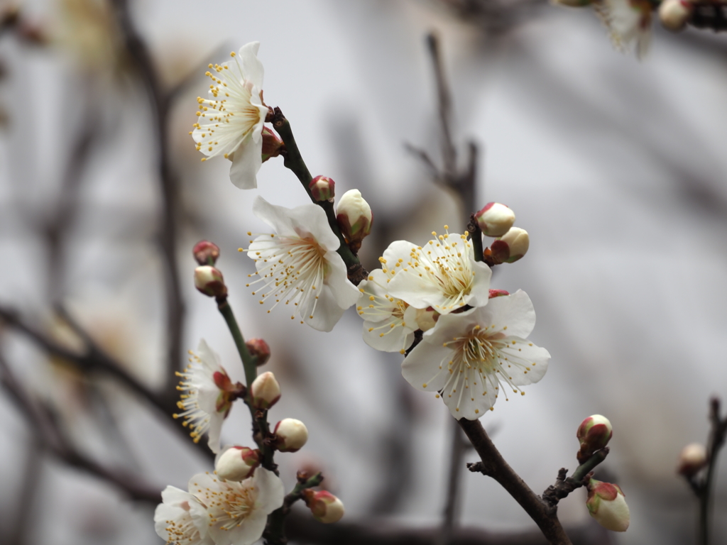 梅の花その６