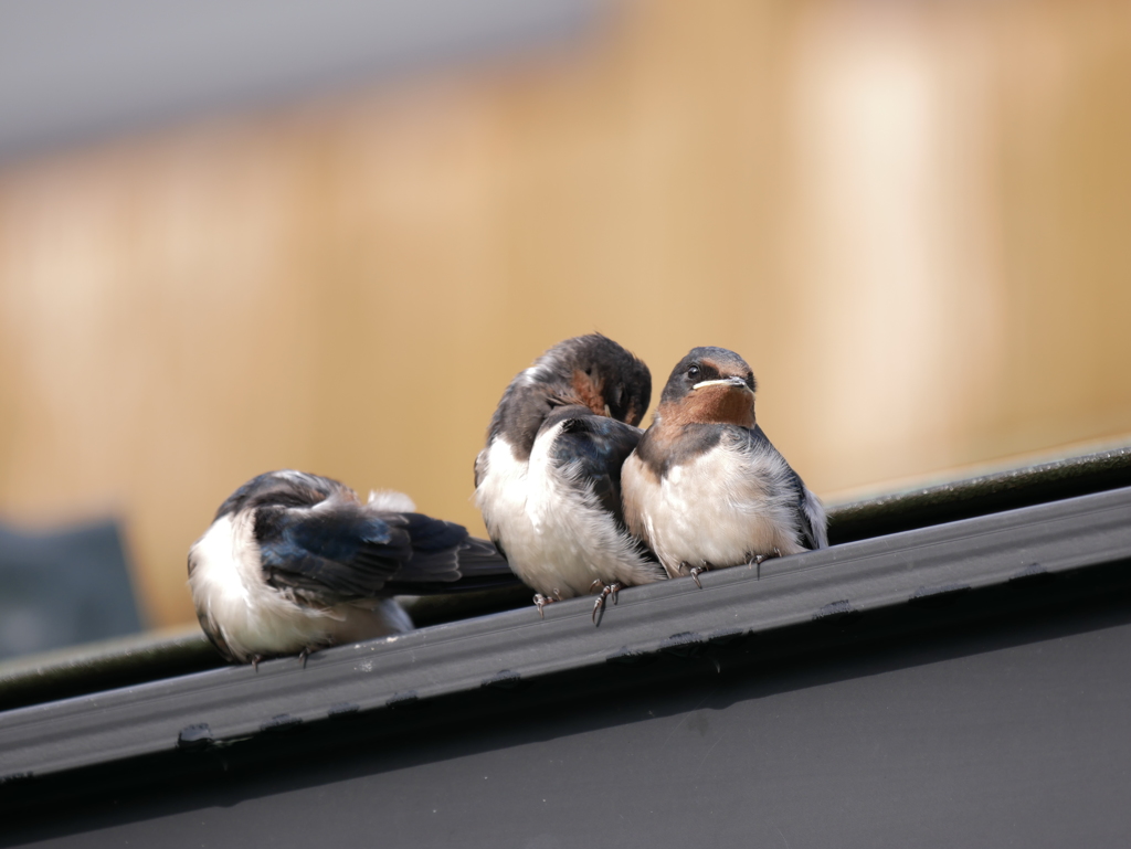 ツバメの子たち
