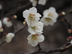 池上梅園の梅その１０
