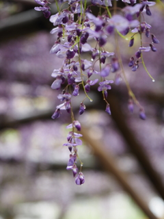 亀戸天神藤棚その１２