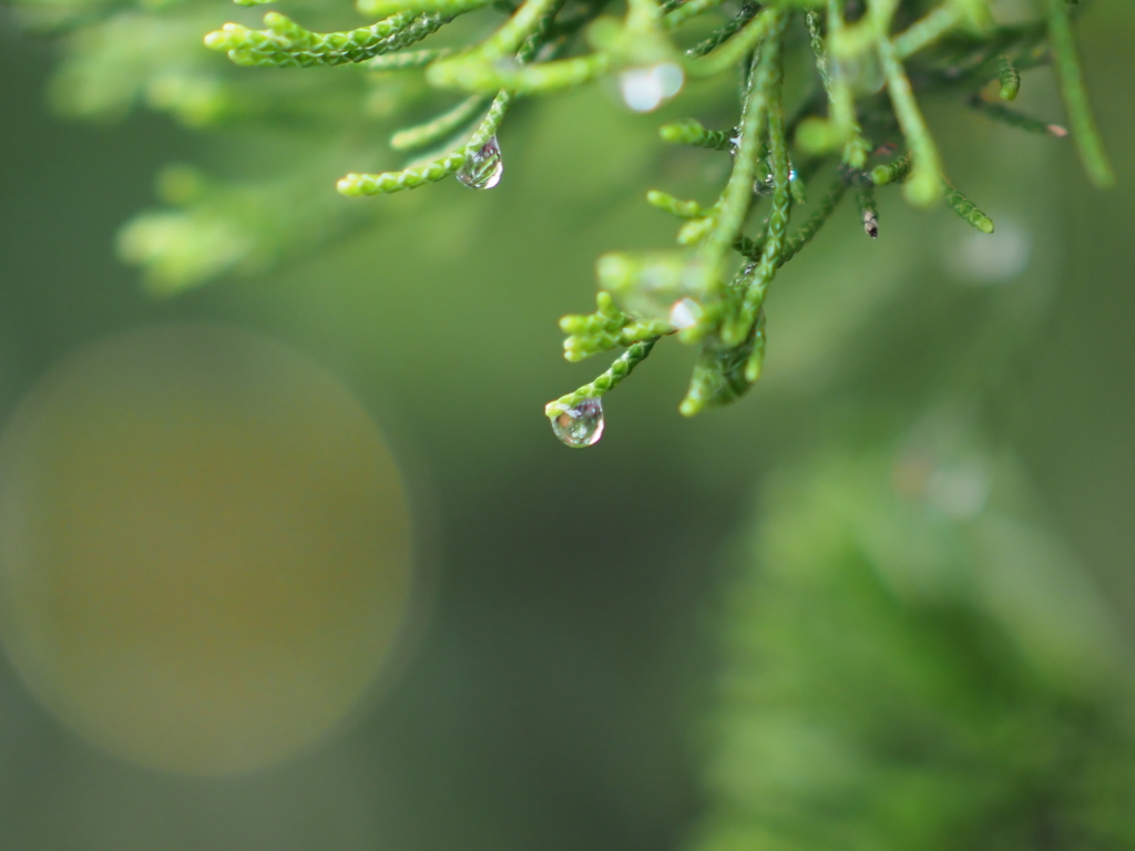 雨上がりの朝その3