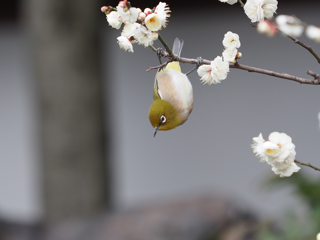 凄いバランス感覚