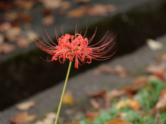 西方寺の彼岸花その１