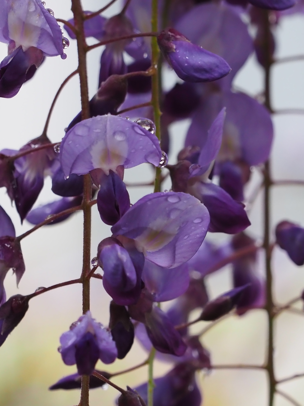 雨の藤棚その４