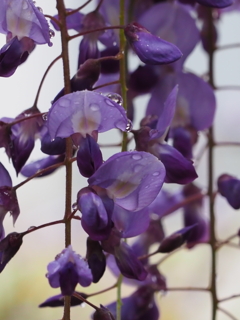 雨の藤棚その４