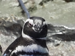 ペンギンその２
