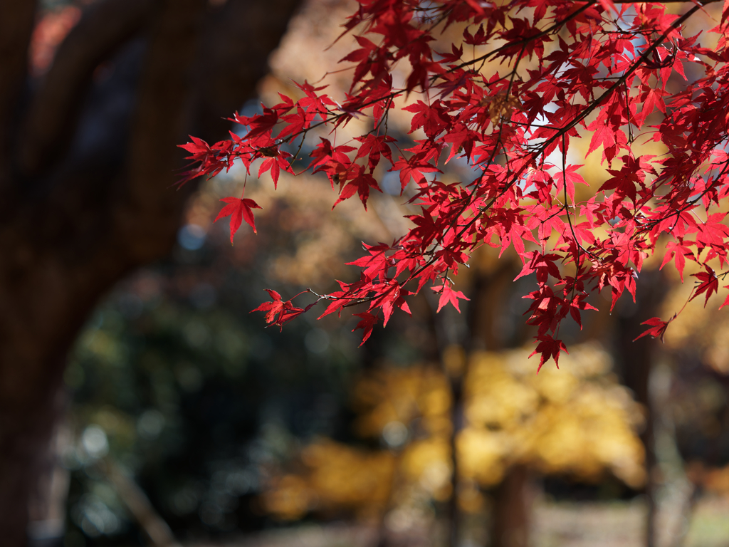 紅葉その１８
