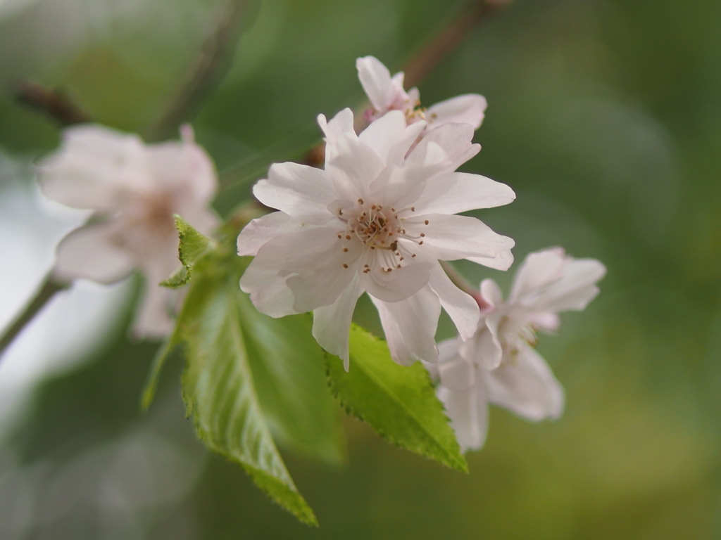 神社にある枝垂れ桜１