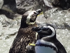 ぺんぎんその５