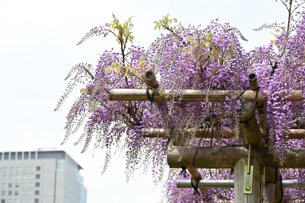 亀戸天神の藤棚その１３